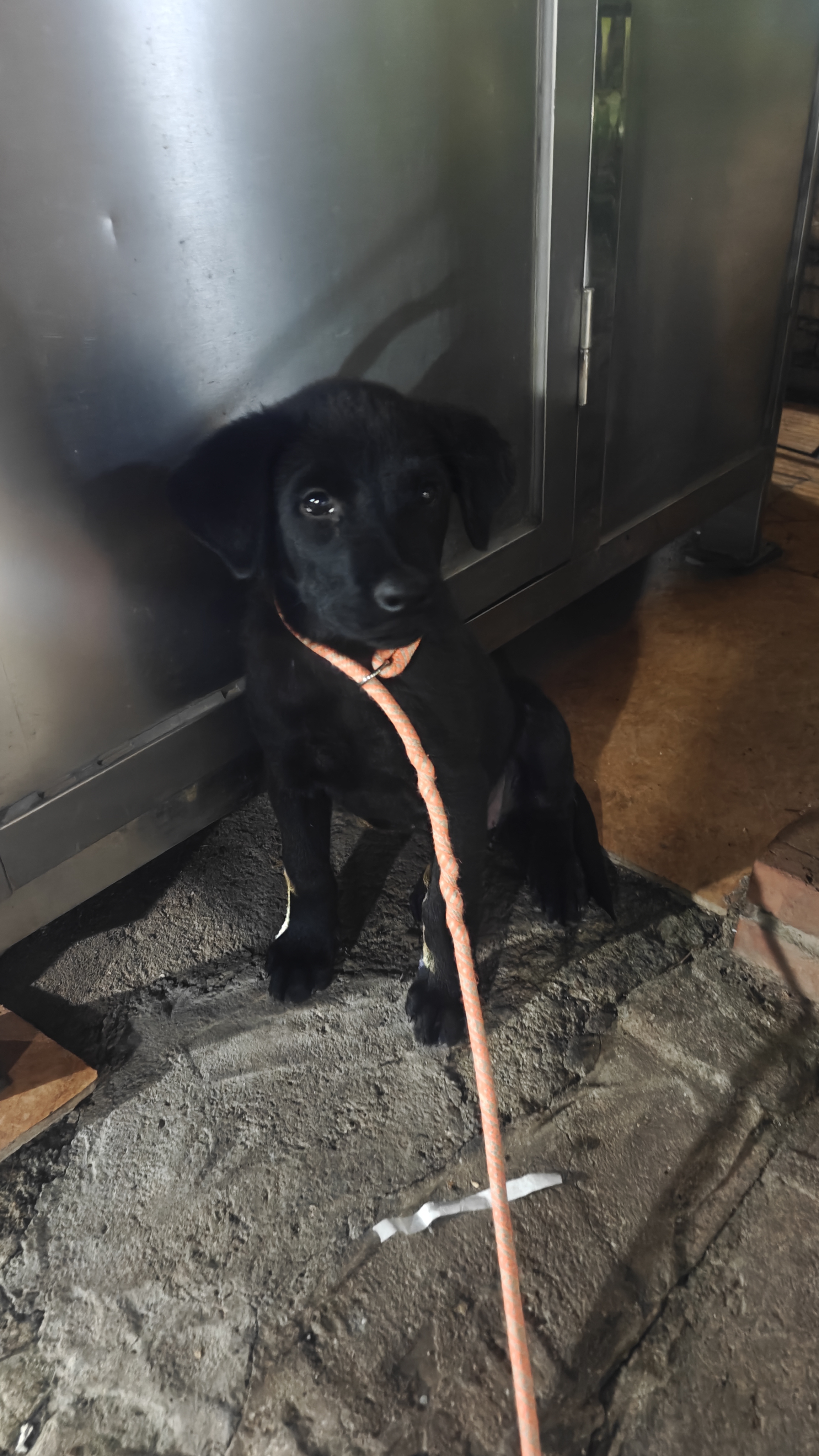 稀有黑色的拉布拉多